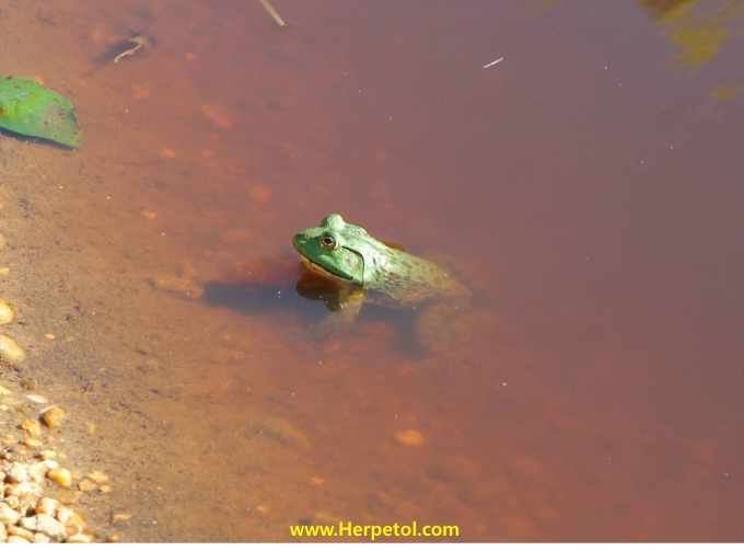 Reptiles and Amphibians of Do Min Seock